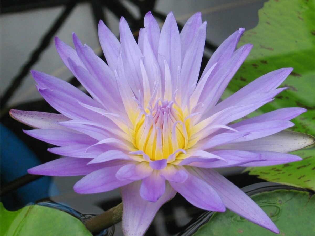 草津市立水生植物公園みずの森